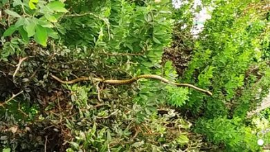 Foto de Moradores de Dom Macedo Costa encontram cobras em árvores na praça principal