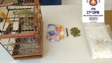 Foto de Em Cruz das Almas Polícia Militar apreende droga, munições e pássaro silvestre