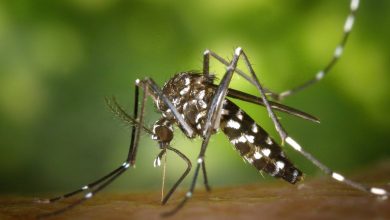 Foto de Após Itabuna chegar a 1,2 mil casos confirmados de dengue, cidade enfrenta epidemia