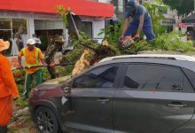 Foto de SAJ: homem que estava dentro do carro conta como escapou da queda de árvore na Praça do Rango; Veja vídeo