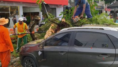 Foto de SAJ: homem que estava dentro do carro conta como escapou da queda de árvore na Praça do Rango; Veja vídeo
